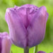 Tulip Bulb-Magic Lavender, FALL PLANTING - Caribbean garden seed