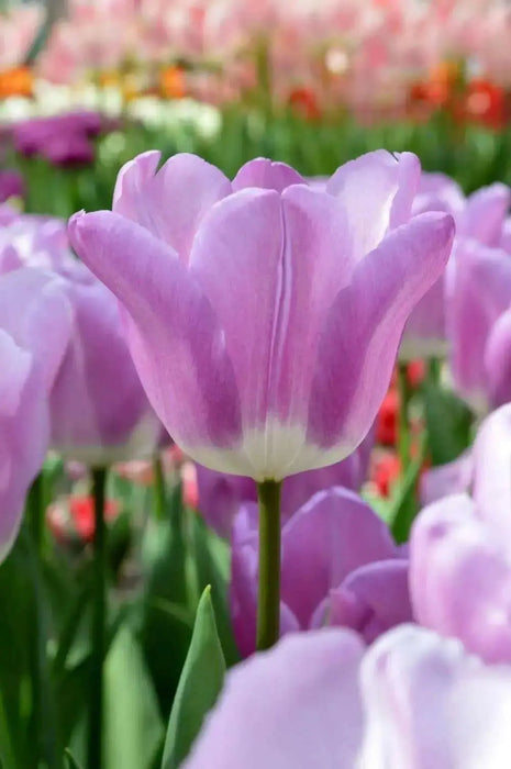 Tulip Bulb-Magic Lavender, FALL PLANTING - Caribbean garden seed