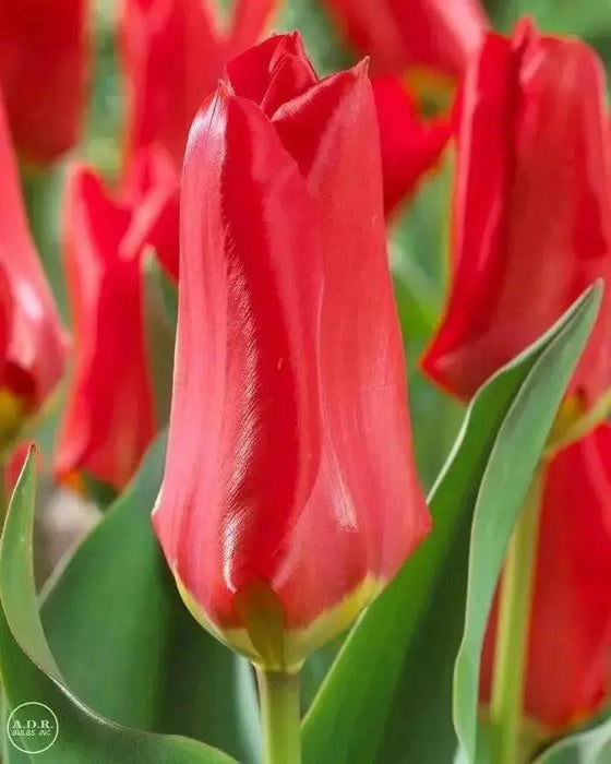 Tulip "Red Emperor" Sized 12cm+bulbs , FALL PLANTING ! - Caribbean garden seed