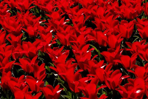 Tulip "Red Emperor" Sized 12cm+bulbs , FALL PLANTING ! - Caribbean garden seed