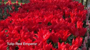 Tulip "Red Emperor" Sized 12cm+bulbs , FALL PLANTING ! - Caribbean garden seed
