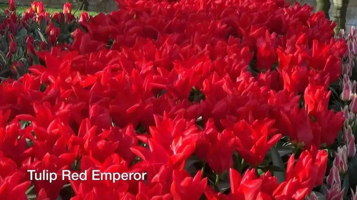 Tulip "Red Emperor" Sized 12cm+bulbs , FALL PLANTING ! - Caribbean garden seed