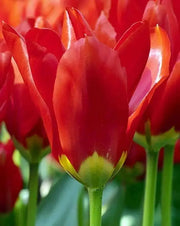 Tulip "Red Emperor" Sized 12cm+bulbs , FALL PLANTING ! - Caribbean garden seed