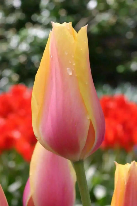 Tulip Blushing Beauty ,FALL PLANTING BULBS - Caribbean garden seed