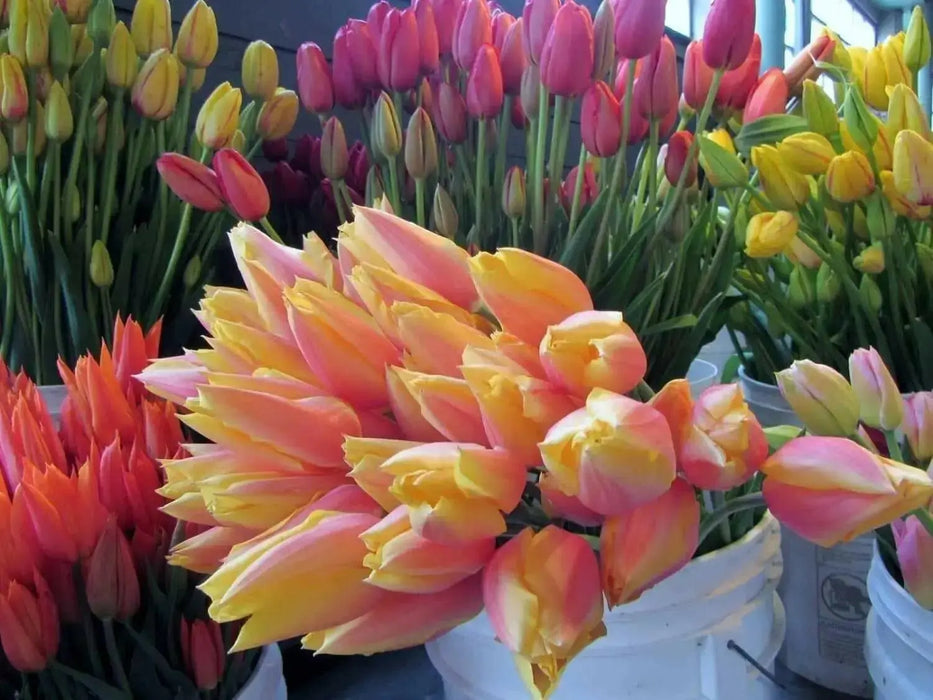 Tulip Blushing Beauty ,FALL PLANTING BULBS - Caribbean garden seed