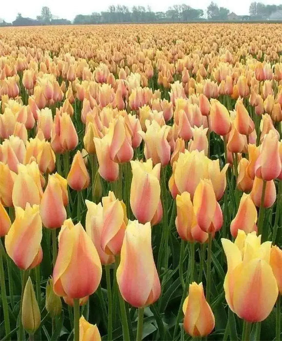 Tulip Blushing Beauty ,FALL PLANTING BULBS - Caribbean garden seed
