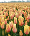 Tulip Blushing Beauty ,FALL PLANTING BULBS - Caribbean garden seed
