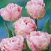 Tulip angelique, Excellent Cut Flowers. Fall Bulbs. - Caribbean garden seed