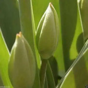 Tulip angelique, Excellent Cut Flowers. Fall Bulbs. - Caribbean garden seed