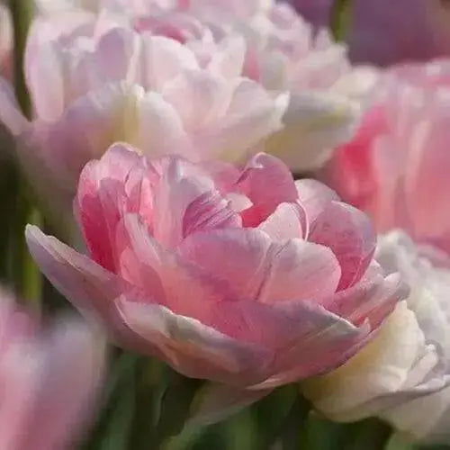 Tulip angelique, Excellent Cut Flowers. Fall Bulbs. - Caribbean garden seed