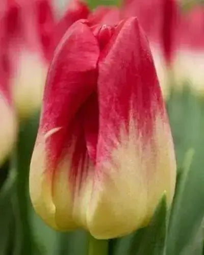 TULIP Bulb, Match, BULB Sized 12cm+, FALL PLANTING - Caribbean garden seed
