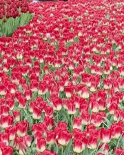 TULIP Bulb, Match, BULB Sized 12cm+, FALL PLANTING - Caribbean garden seed