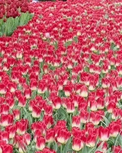 TULIP Bulb, Match, BULB Sized 12cm+, FALL PLANTING - Caribbean garden seed