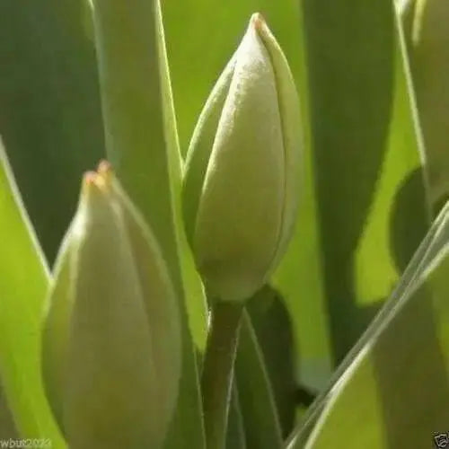 TULIP Bulb, Match, BULB Sized 12cm+, FALL PLANTING - Caribbean garden seed