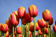 Tulip Bulbs  'Flair' - Fall Planting - Caribbean garden seed