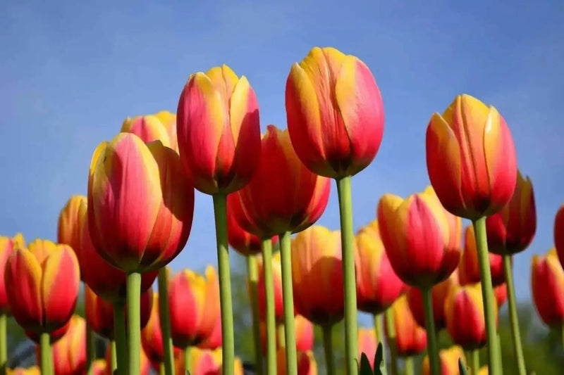 Tulip Bulbs  'Flair' - Fall Planting - Caribbean garden seed