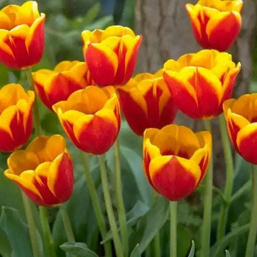 Tulip Bulbs  'Flair' - Fall Planting - Caribbean garden seed