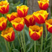 Tulip Bulbs  'Flair' - Fall Planting - Caribbean garden seed