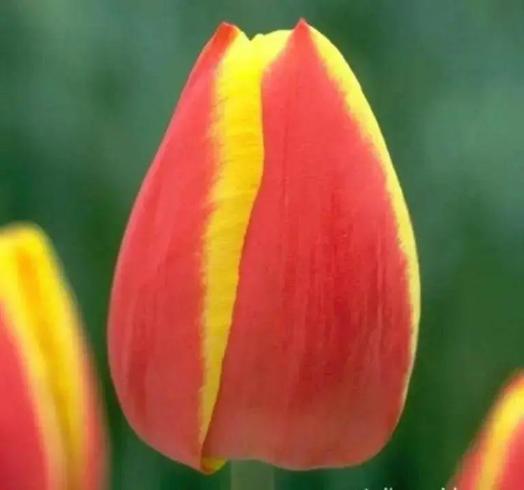 Tulip Bulbs  'Flair' - Fall Planting - Caribbean garden seed