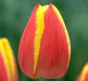 Tulip Bulbs  'Flair' - Fall Planting - Caribbean garden seed