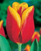 Tulip Bulbs  'Flair' - Fall Planting - Caribbean garden seed