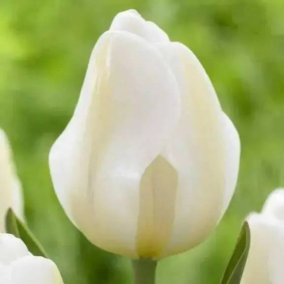 Tulip Bulbs "Angels Wish",12/+cm, Late Spring Flowers! - Caribbean garden seed
