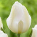 Tulip Bulbs "Angels Wish",12/+cm, Late Spring Flowers! - Caribbean garden seed