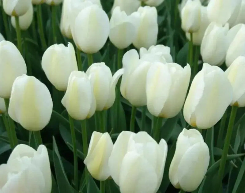 Tulip Bulbs "Angels Wish",12/+cm, Late Spring Flowers! - Caribbean garden seed