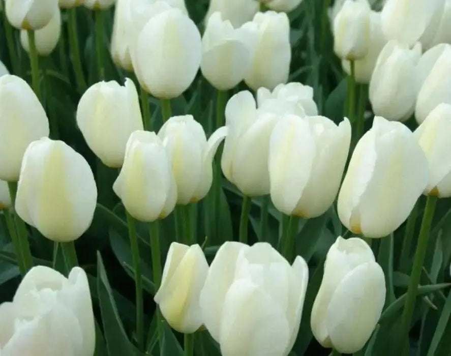Tulip Bulbs "Angels Wish",12/+cm, Late Spring Flowers! - Caribbean garden seed