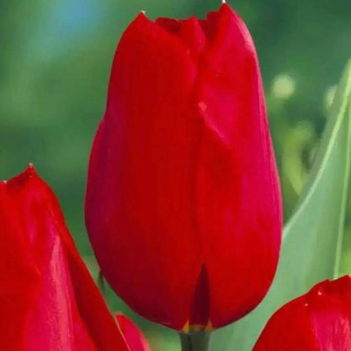 Tulip Bulbs "Kingsblood" Single Late ,Great for Bouquets - Caribbean garden seed