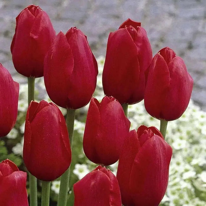 Tulip Bulbs "Kingsblood" Single Late ,Great for Bouquets - Caribbean garden seed