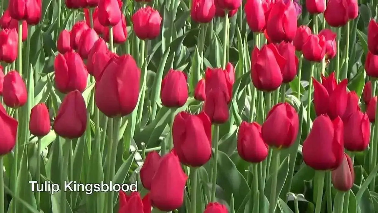 Tulip Bulbs "Kingsblood" Single Late ,Great for Bouquets - Caribbean garden seed