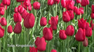 Tulip Bulbs "Kingsblood" Single Late ,Great for Bouquets - Caribbean garden seed