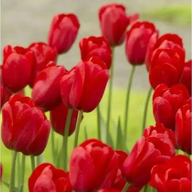 Tulip Bulbs "Kingsblood" Single Late ,Great for Bouquets - Caribbean garden seed