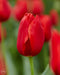 Tulip Bulbs "teddy kollek" Single Late, fall planting - Caribbean garden seed
