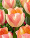 Tulip Bulbs , Spryng Sunrise 'Bloom Spring,12/+cm, - Caribbean garden seed