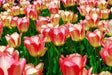 Tulip Bulbs , Spryng Sunrise 'Bloom Spring,12/+cm, - Caribbean garden seed