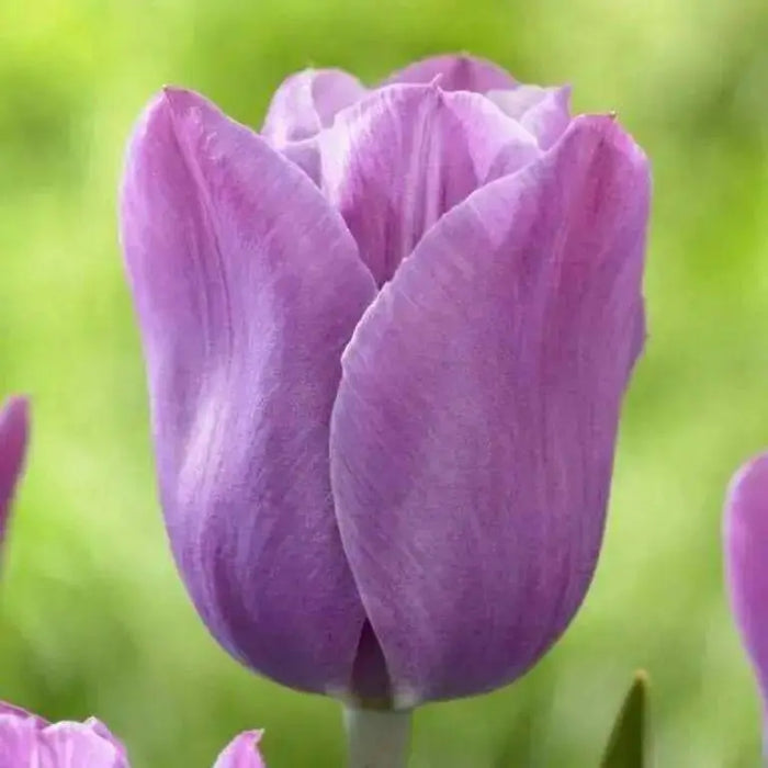 Tulip Bulbs "Violet Beauty" BLOOM. Late Spring! - Caribbean garden seed