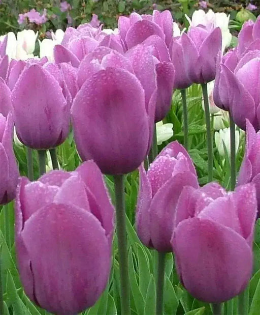 Tulip Bulbs "Violet Beauty" BLOOM. Late Spring! - Caribbean garden seed
