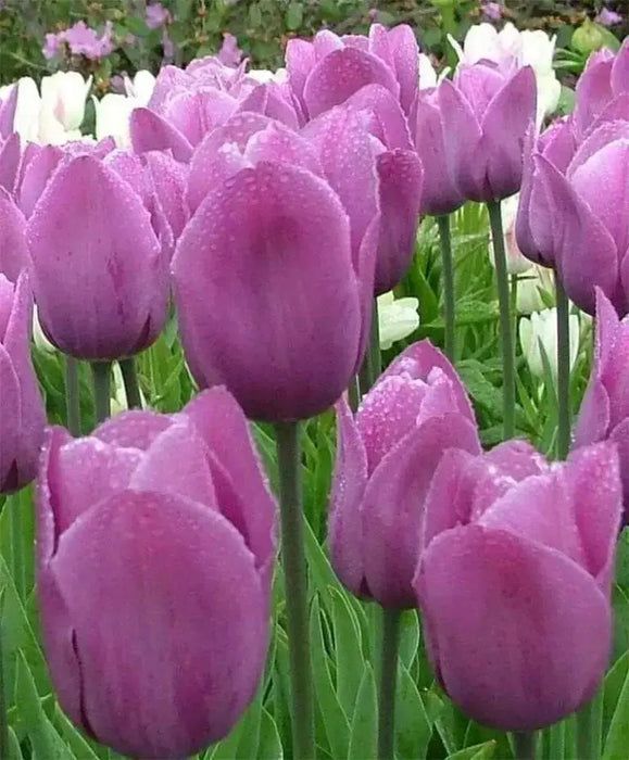 Tulip Bulbs "Violet Beauty" BLOOM. Late Spring! - Caribbean garden seed