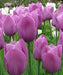 Tulip Bulbs "Violet Beauty" BLOOM. Late Spring! - Caribbean garden seed