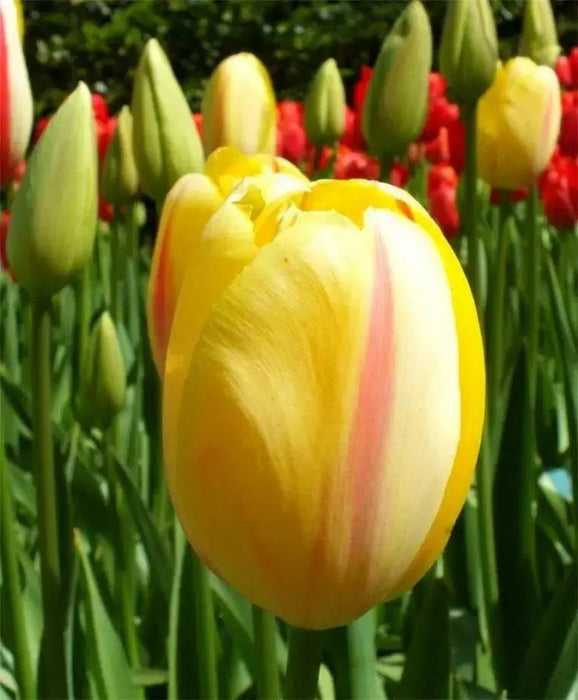 Tulip Bulbs , CAMARGUE,Single Late, Shipping Now - Caribbean garden seed