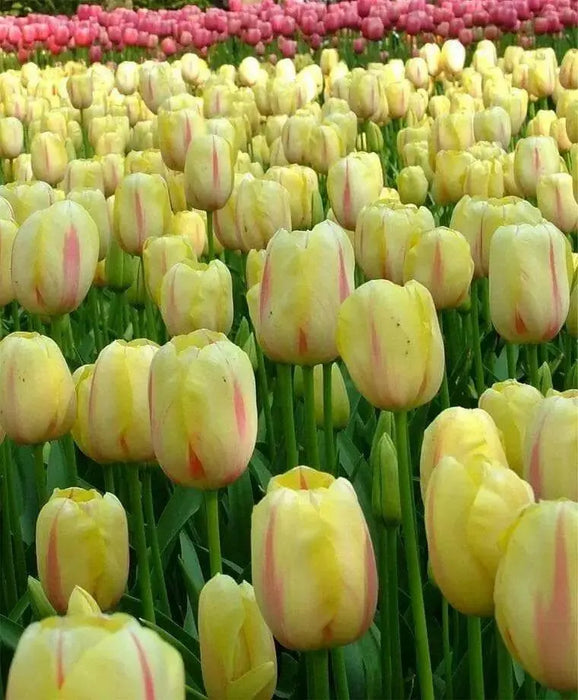 Tulip Bulbs , CAMARGUE,Single Late, Shipping Now - Caribbean garden seed