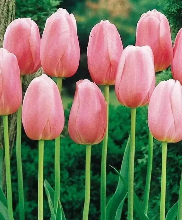 Tulip Bulbs "Menton" Single Late , fall planting - Caribbean garden seed