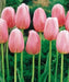 Tulip Bulbs "Menton" Single Late , fall planting - Caribbean garden seed