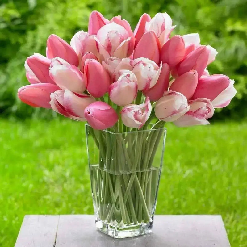 Tulip Bulbs "Menton" Single Late , fall planting - Caribbean garden seed