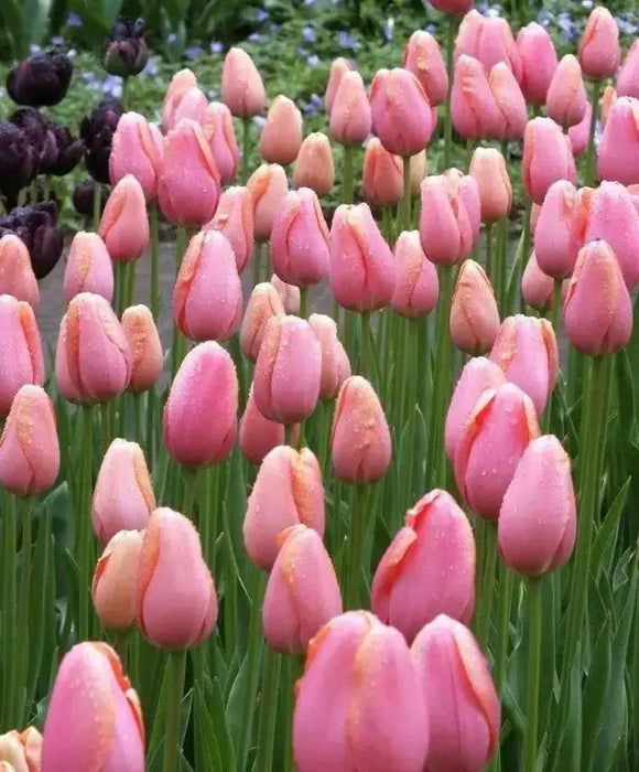 Tulip Bulbs "Menton" Single Late , fall planting - Caribbean garden seed