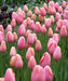 Tulip Bulbs "Menton" Single Late , fall planting - Caribbean garden seed