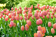 Tulip Bulbs "Menton" Single Late , fall planting - Caribbean garden seed