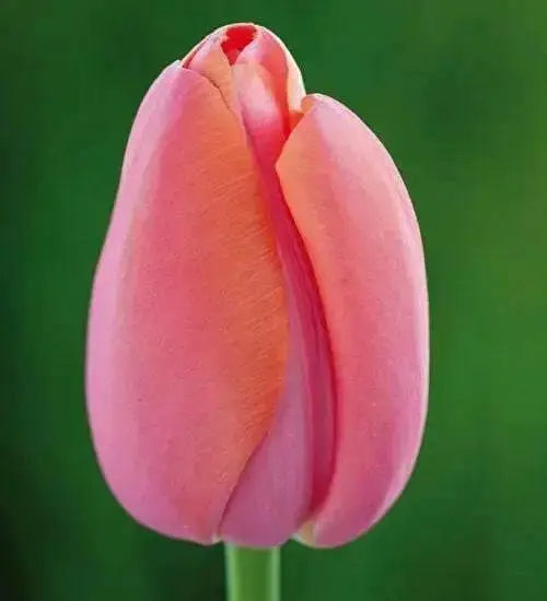 Tulip Bulbs "Menton" Single Late , fall planting - Caribbean garden seed